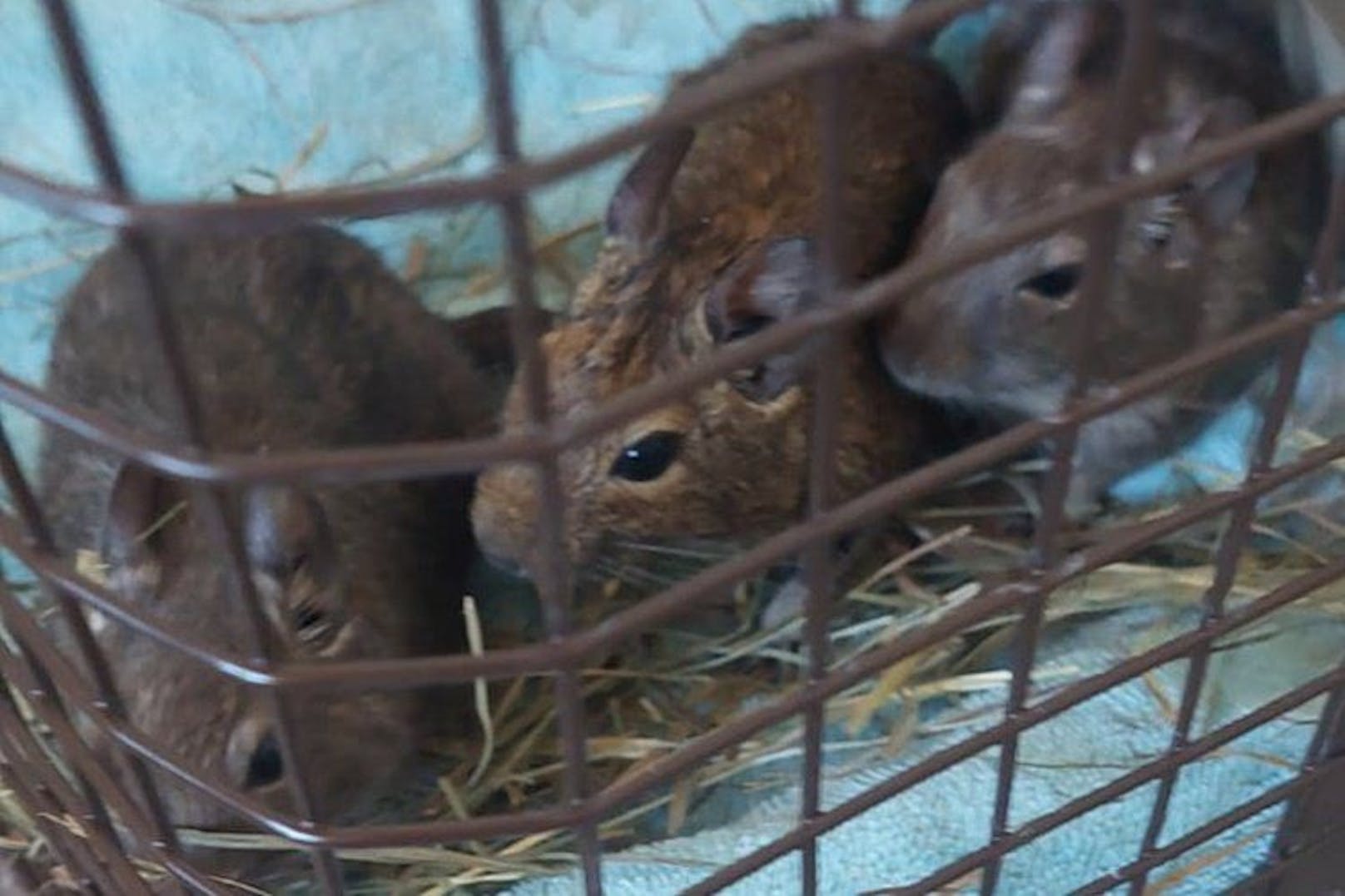 Drei der geretteten Degus.