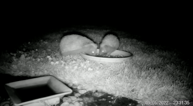 Die Igel in flagranti erwischt