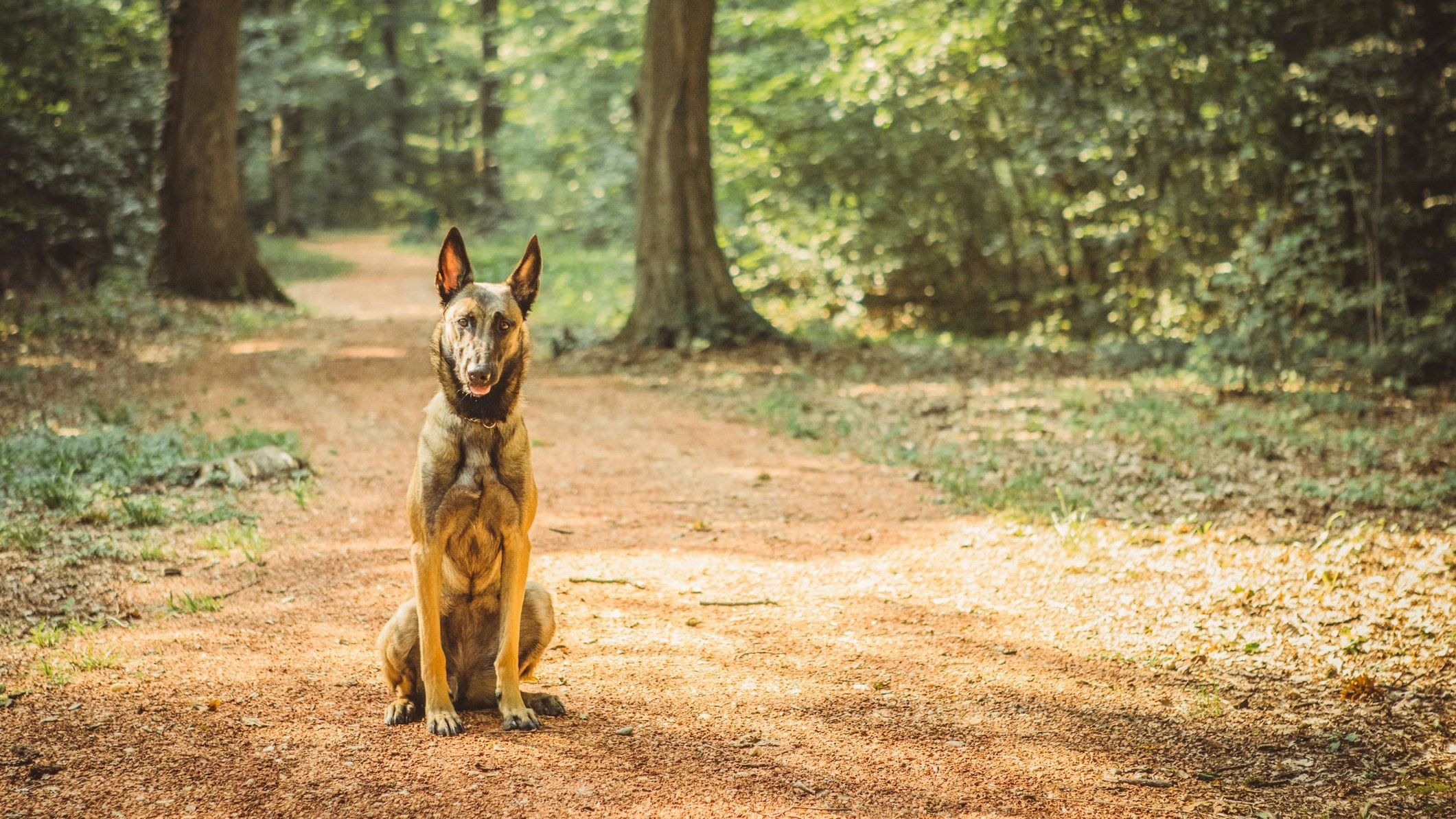 Hündin "Jules" verstand die Welt nicht mehr. 
