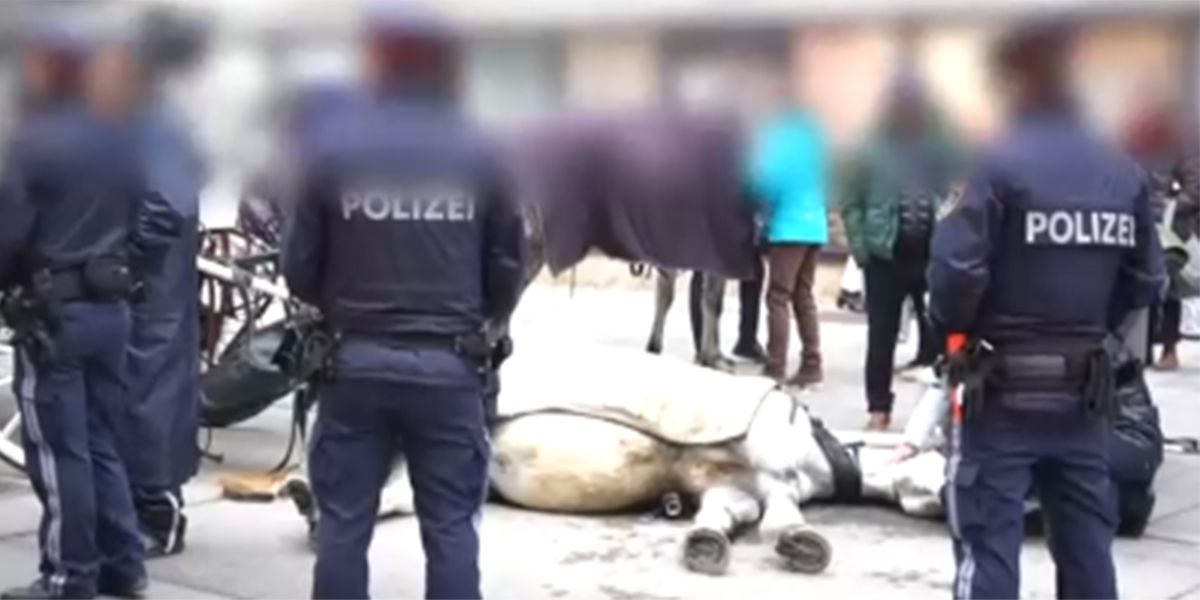 Ein zusammengebrochenes Pferd in Wien – eine Expertin sieht keinen Zusammenhang mit der Hitze.