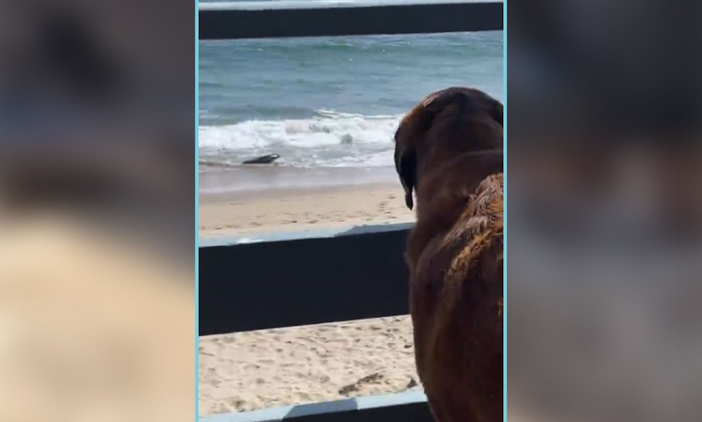 Die innige Freundschaft zwischen Labrador 