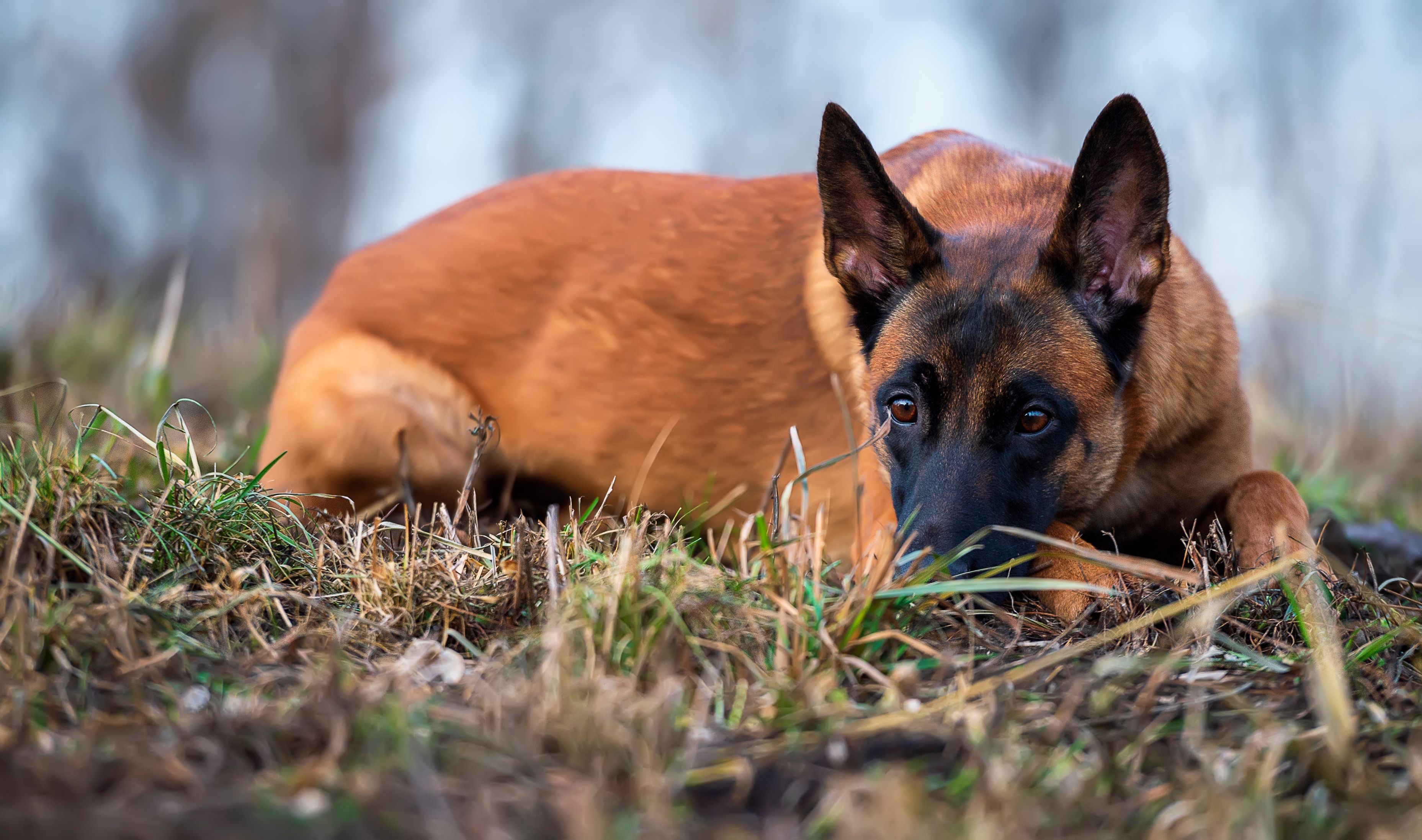 "Jules" wurde gleich zweimal das Herz gebrochen. 