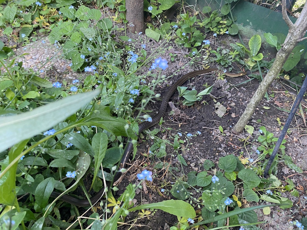 Die etwa einen Meter lange Schlange wollte wohl nur zum Froschteich.