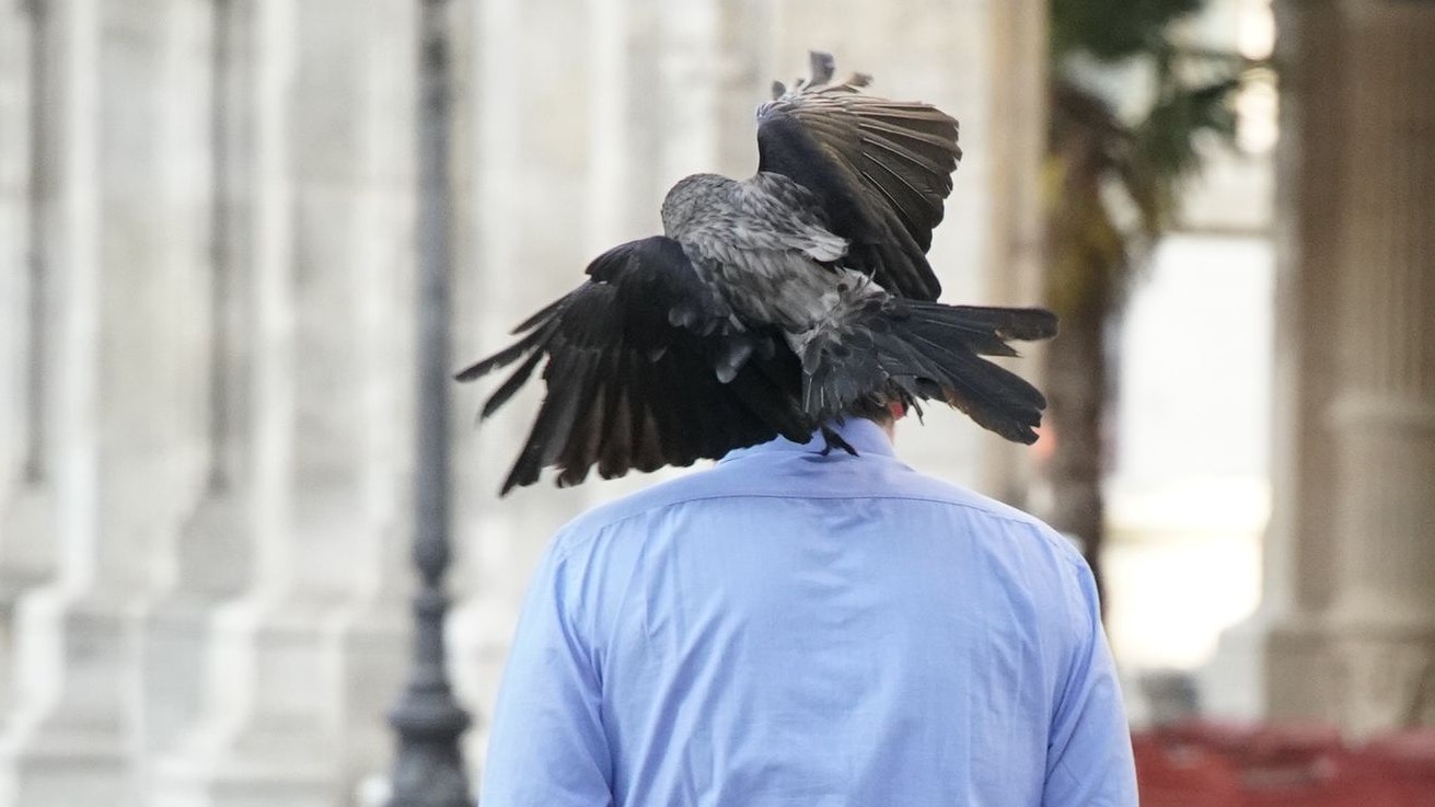 Vorm Hotel Sacher ist es derzeit nicht ungefährlich! In der Nähe brütende Krähen attackieren in der Früh regelmäßig die Passanten.