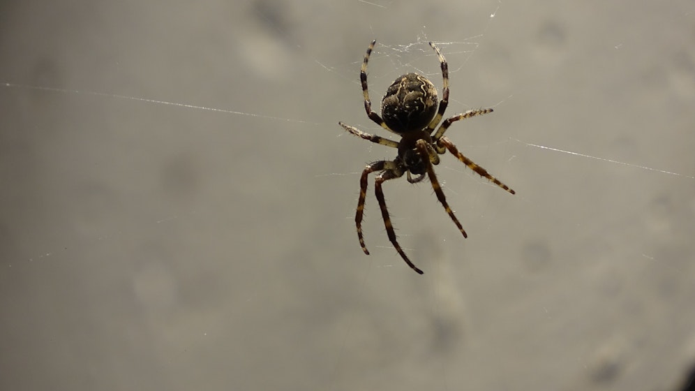 Tja, wenn sich das - nicht so - itsy bitsy Spider plötzlich im Auto abseilt...