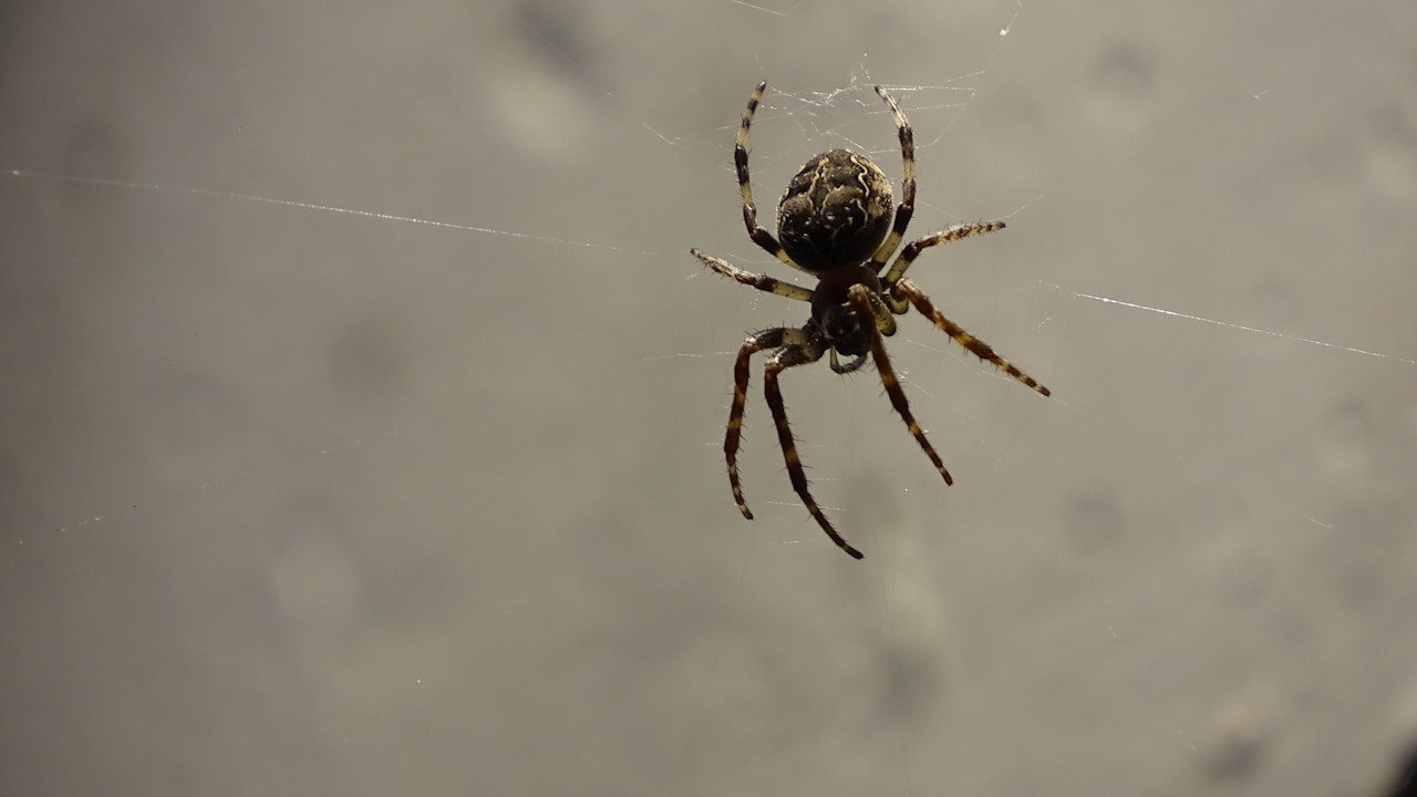 Heute.at - Nicht so itsy bitsy – Polizeieinsatz wegen Spinne