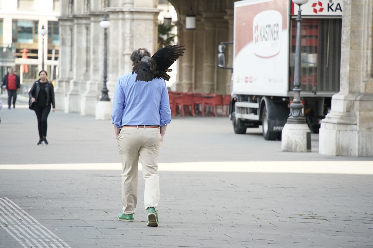 Eine der erwachsenen Krähen fliegt von hinten einen Passanten in der Wiener City an. Der bekommt zwar einen Riesen-Schreck, bleibt aber zum Glück unverletzt.