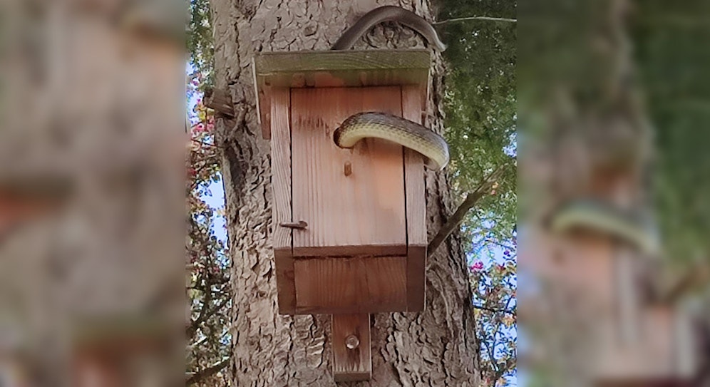 Die Schlange schlängelte sich durch das Loch zum Futter vor.