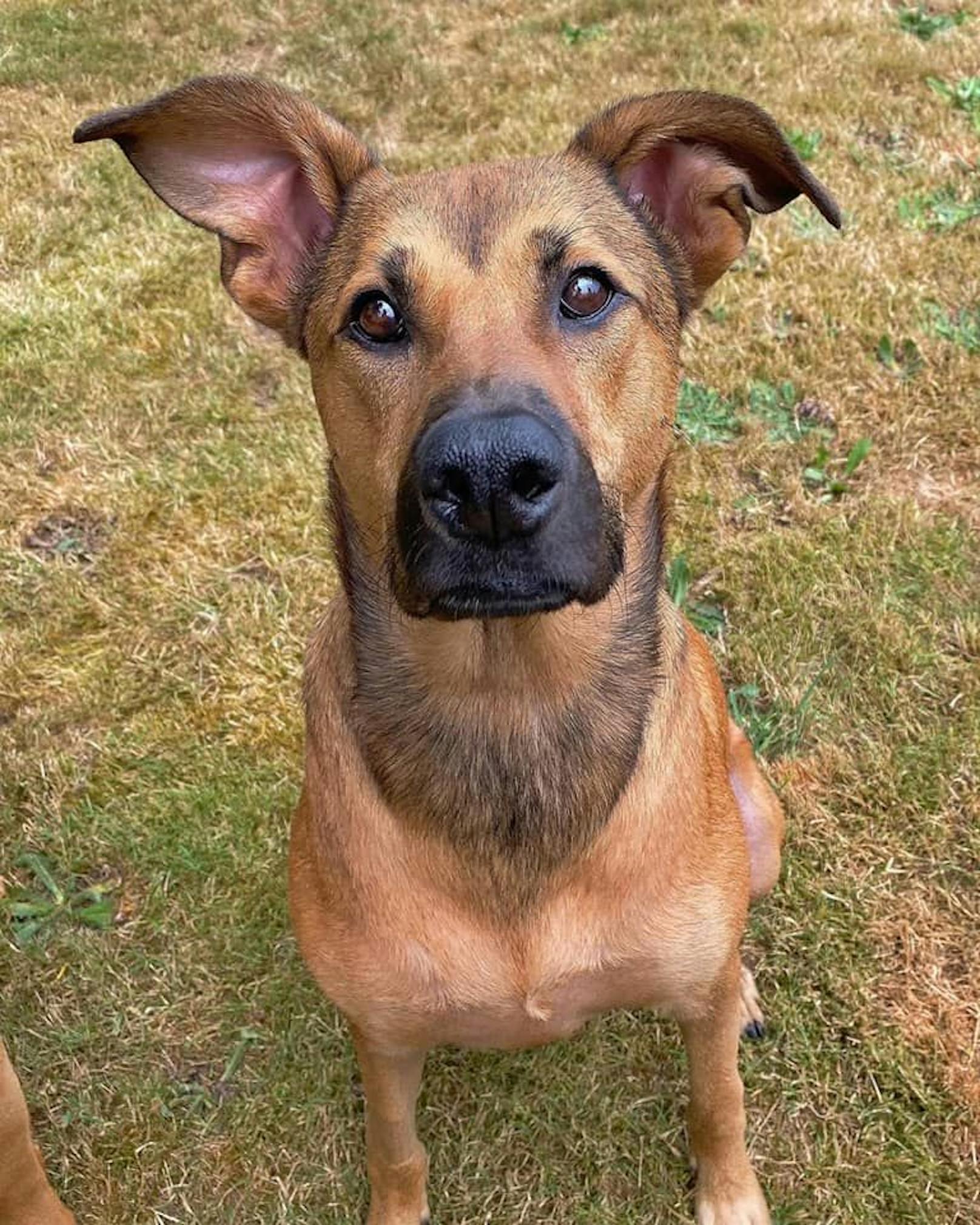 Jeder Hund hat eine Chance verdient, glücklich zu sein - auch wenn der Weg dorthin durchaus sehr schwierig sein kann. 