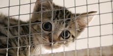 Katzen in Käfige gesperrt – sie hausten in Müll und Kot