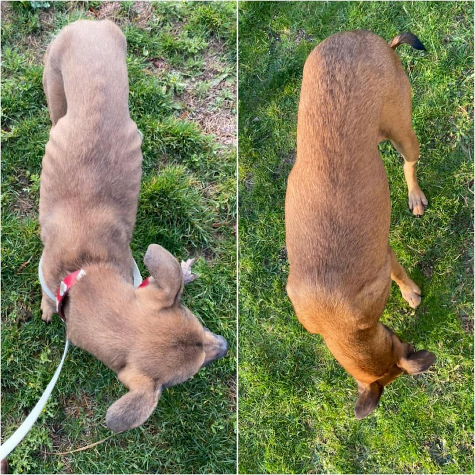 "Clementine" hatte fünf unterschiedliche Infektionen zur selben Zeit, brauchte zwei Wochen um im Haus zu schlafen und drei Monate um nicht mehr angsterfüllt mit dem Gesicht zur Wand zu sitzen. 