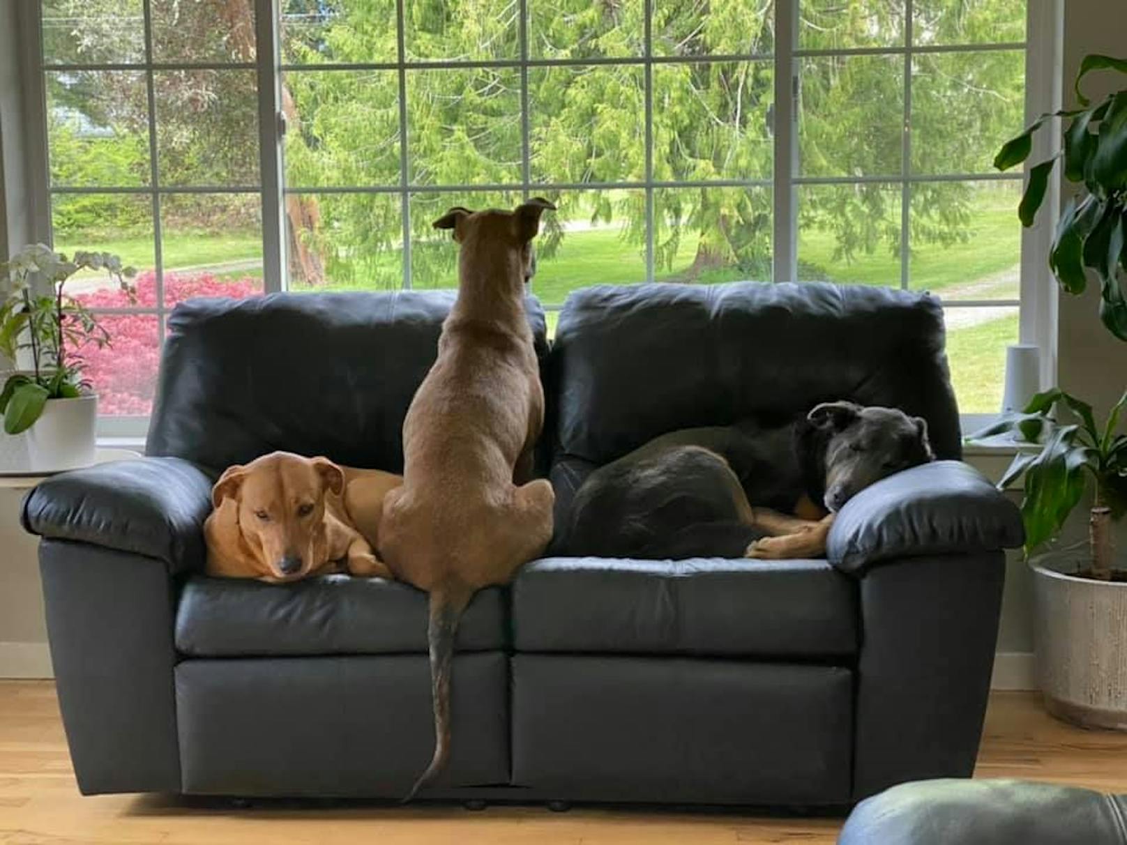 Sie ist ein wunderschöner Hund mit Freunden und liebevollen Menschen, die sie auch endlich wahrnimmt. 