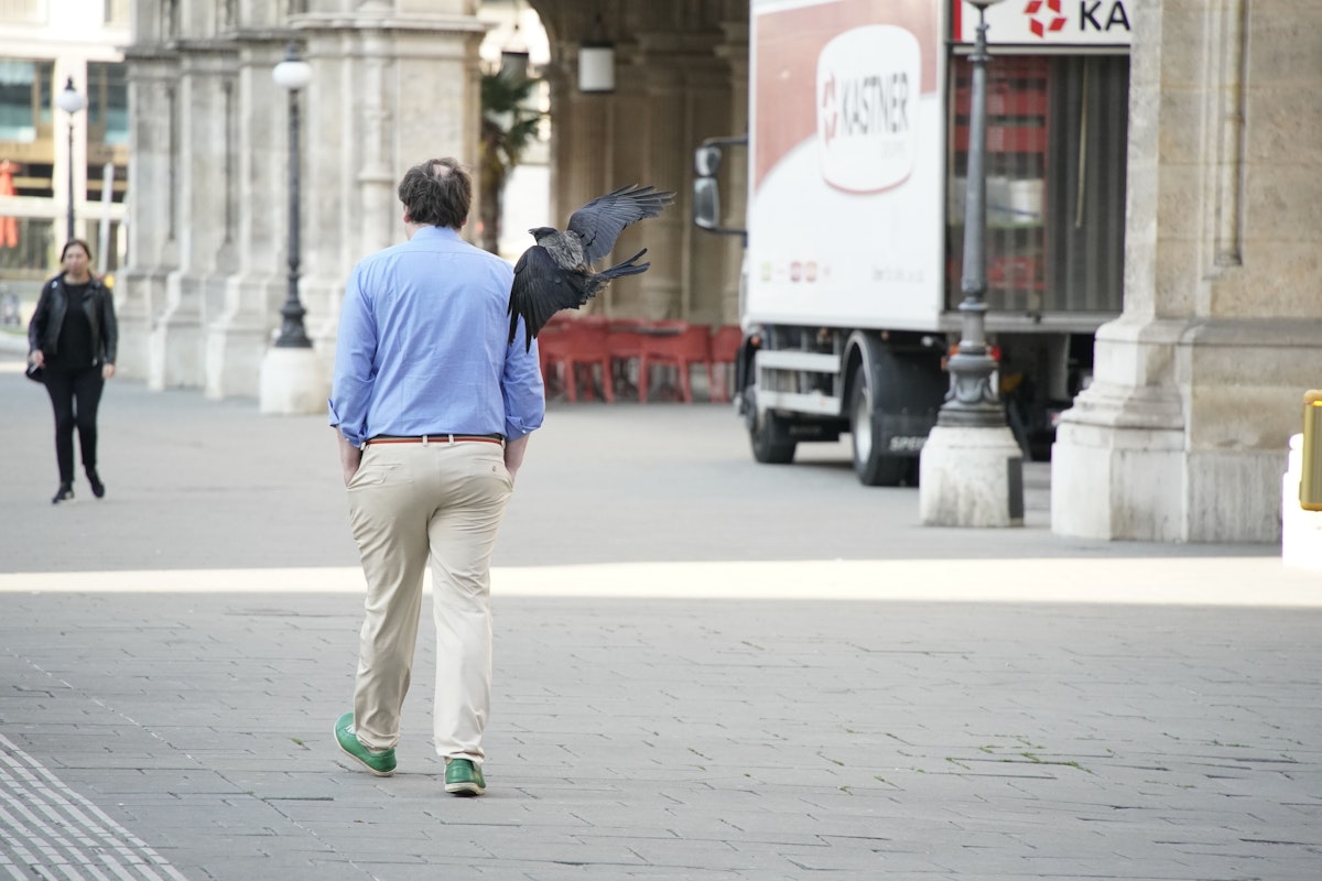 Eine der erwachsenen Krähen fliegt von hinten einen Passanten in der Wiener City an. Der bekommt zwar einen Riesen-Schreck, bleibt aber zum Glück unverletzt.