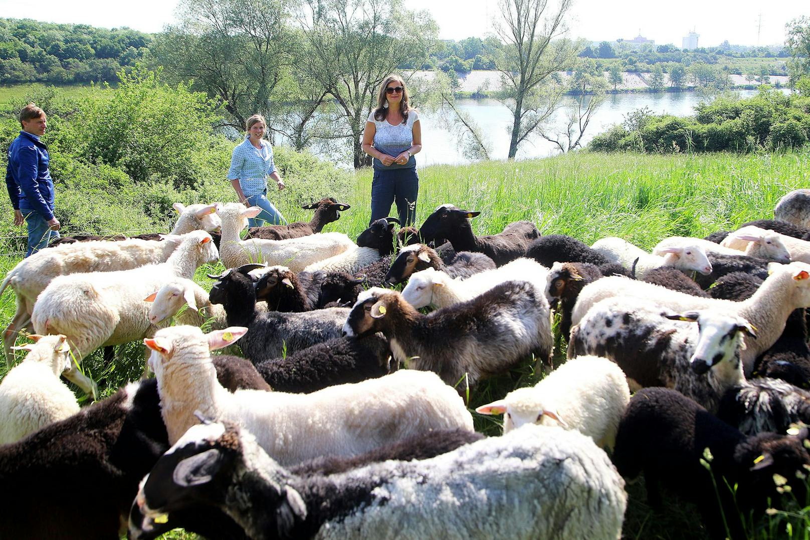 Auf der Donauinsel sind Schafe (hier mit Stadträtin Ulli Sima) im Mäh-Einsatz.