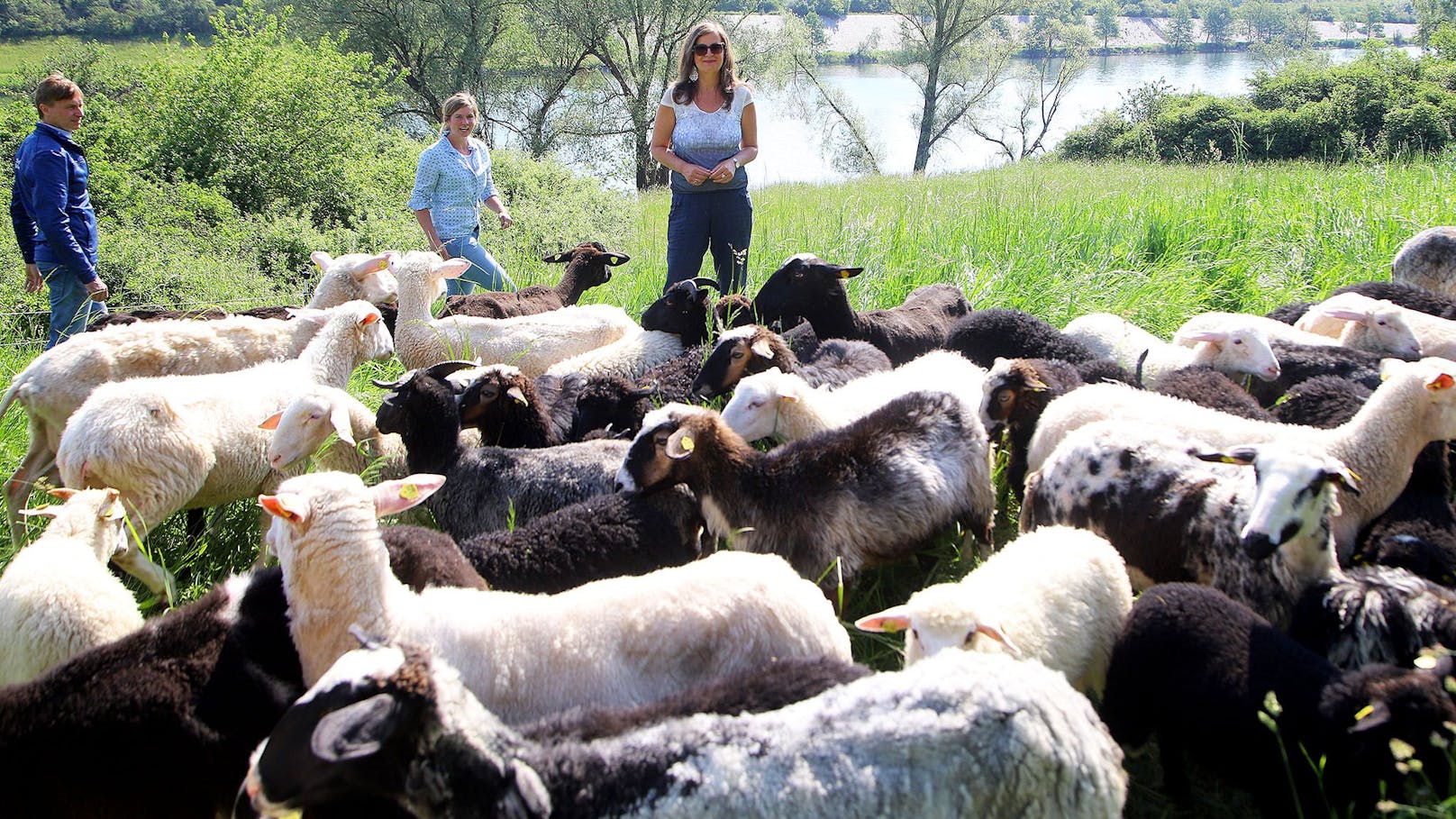 Die für die Donauinsel zuständige Stadträtin Ulli Sima (SPÖ) besuchte die Schafe bei ihrem Mäheinsatz.