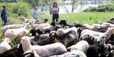 Neue Insel-Schafe määähen Wiesen auf der Donauinsel