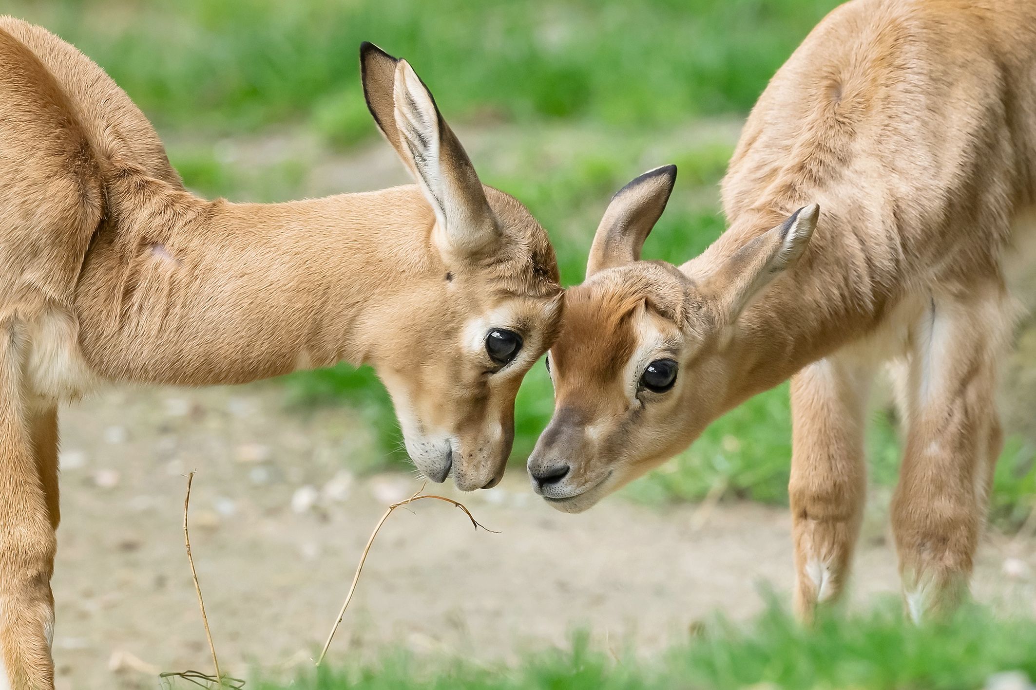 Schönbrunn erfreut sich gerade an einer ganz besonderern Nachzucht der seltenen 