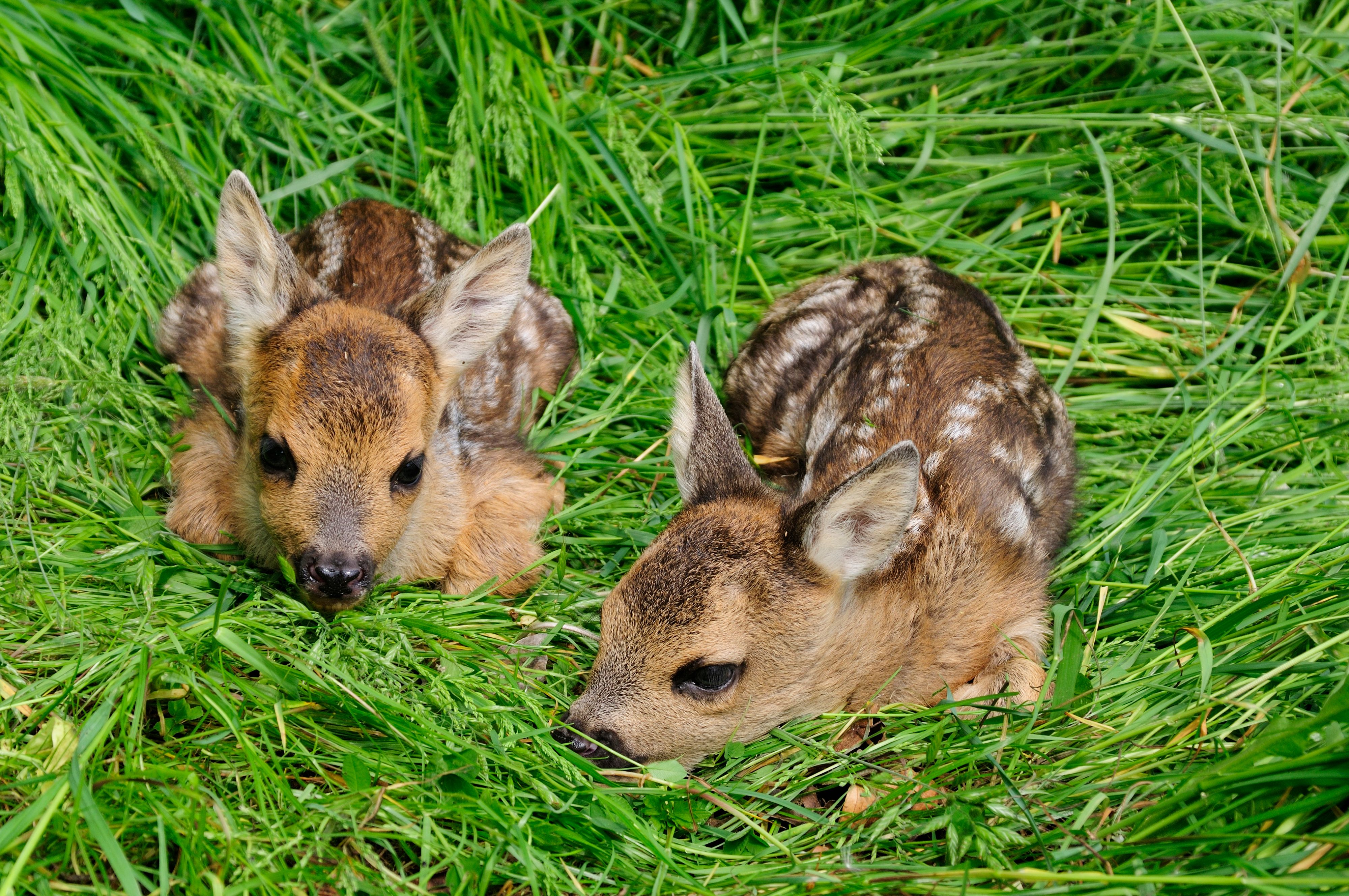 Rehkitze im hohen Gras.
