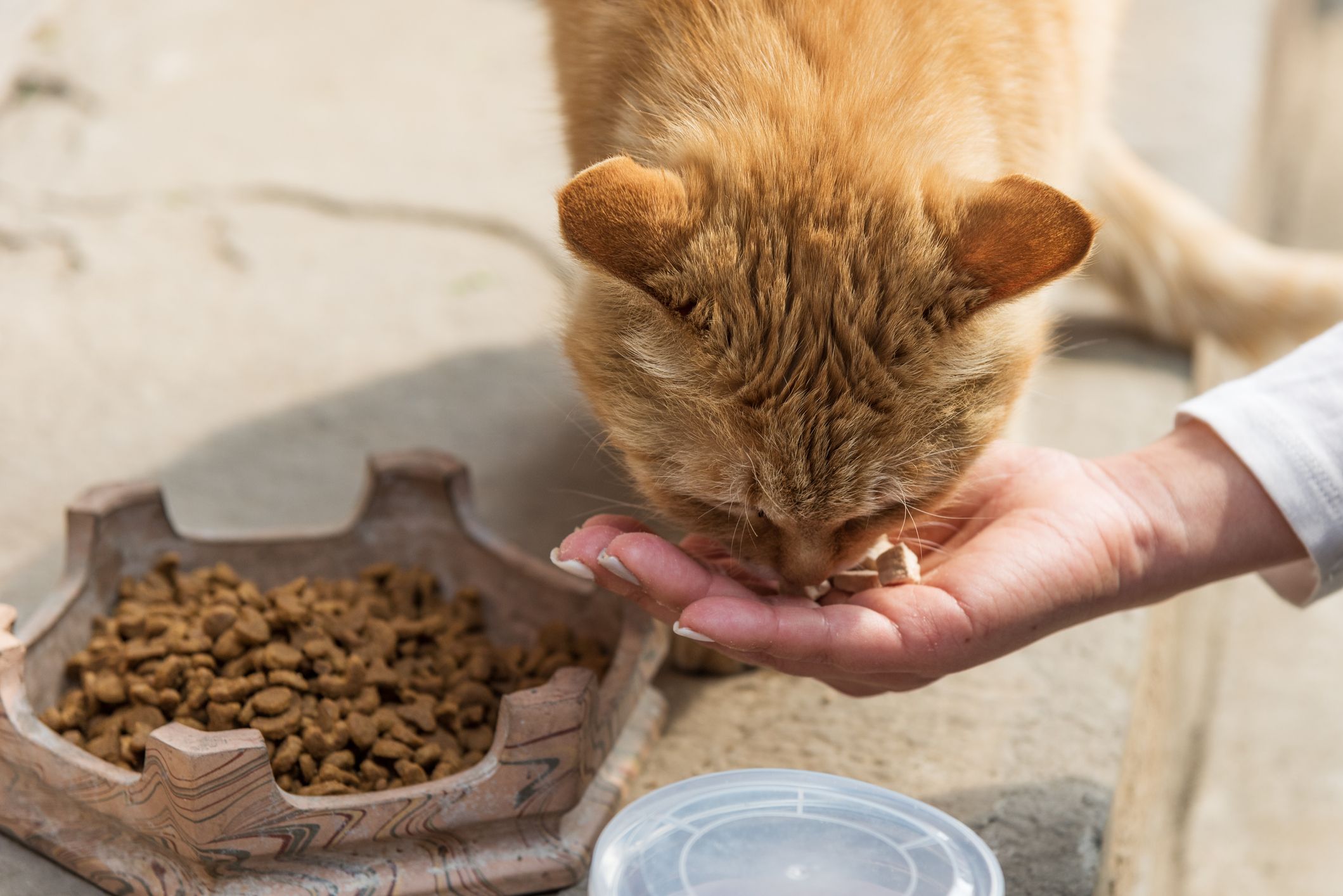 Eine Frau füttert eine orange-rote Tigerkatze. (Symbolbild)
