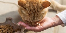 Katze gefüttert – Frau soll 1.200 Euro Strafe zahlen