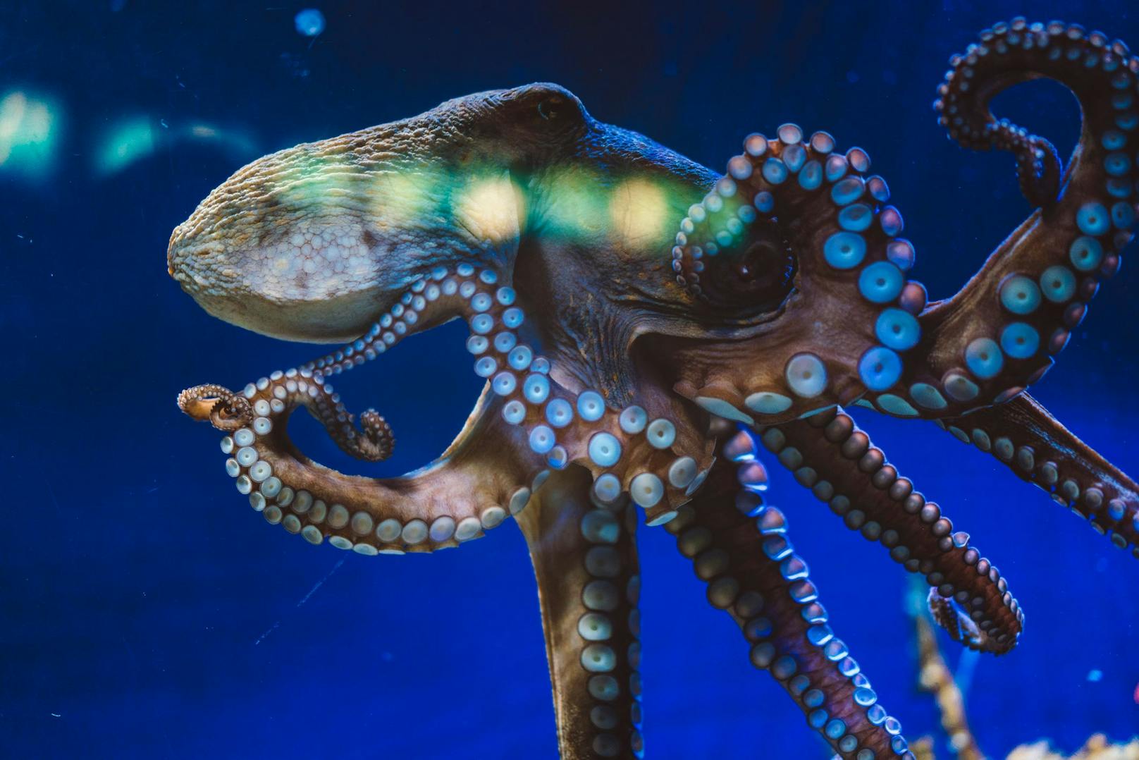 Nach der Eiablage hungern sich Oktopus-Weibchen entweder zu Tode oder verstümmeln sich selbst. 