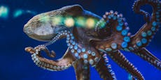 Deshalb töten sich Oktopus-Weibchen nach der Eiablage