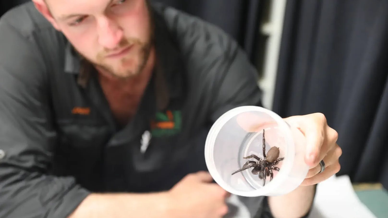 Pro Jahr werden zwischen 30 und 40 Menschen von dieser Spinne gebissen. 