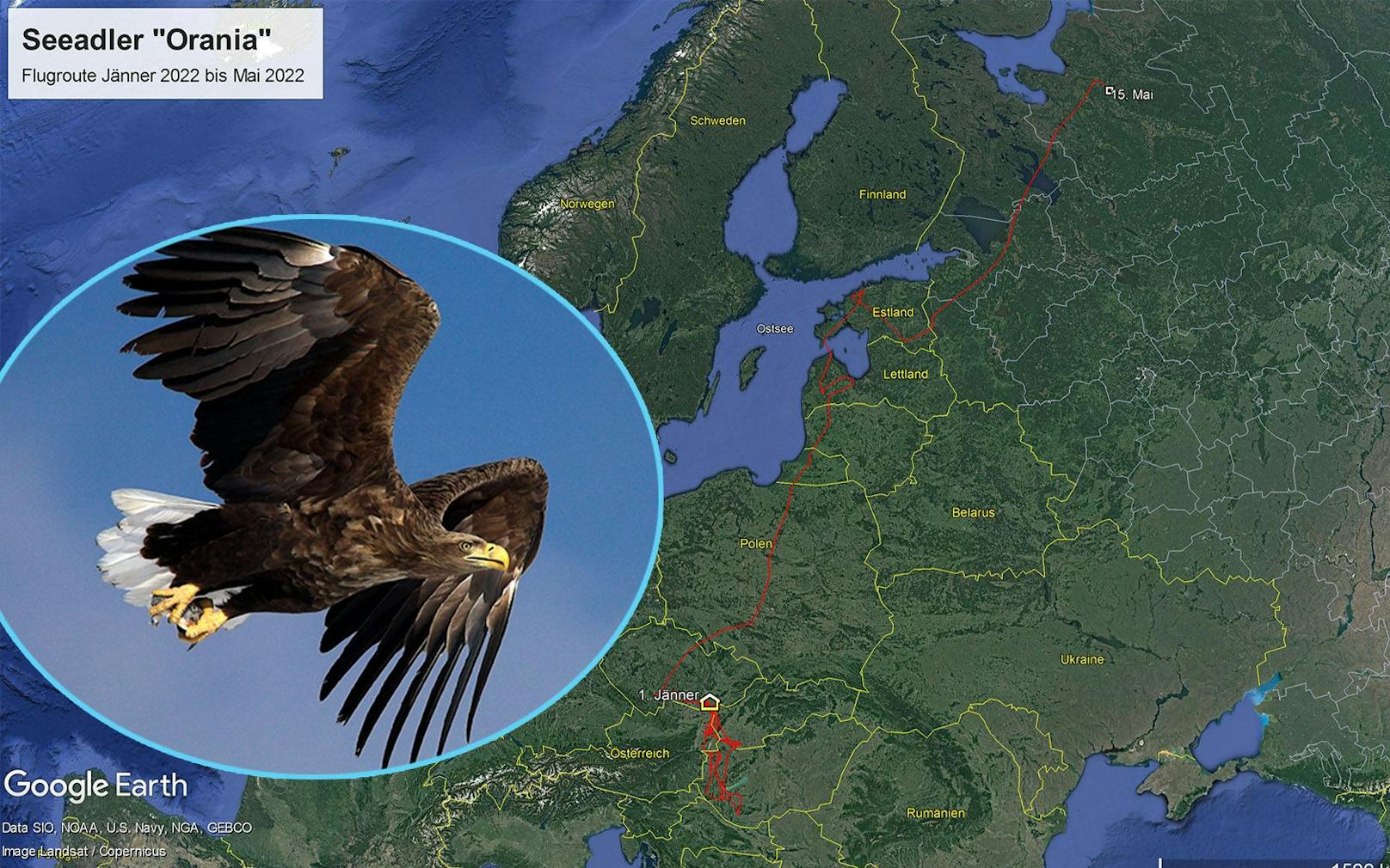 Seeadler "Orania" flog 2.300 Kilometer von den Donau-Auen bis nach Russland. 