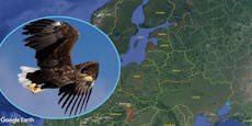 Seeadler aus Österreich fliegt 2.300 km nach Russland