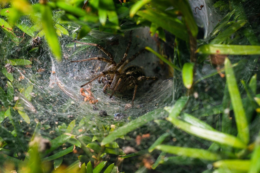 Klein aber Oho: Die Sydney-Trichternetzspinne. 