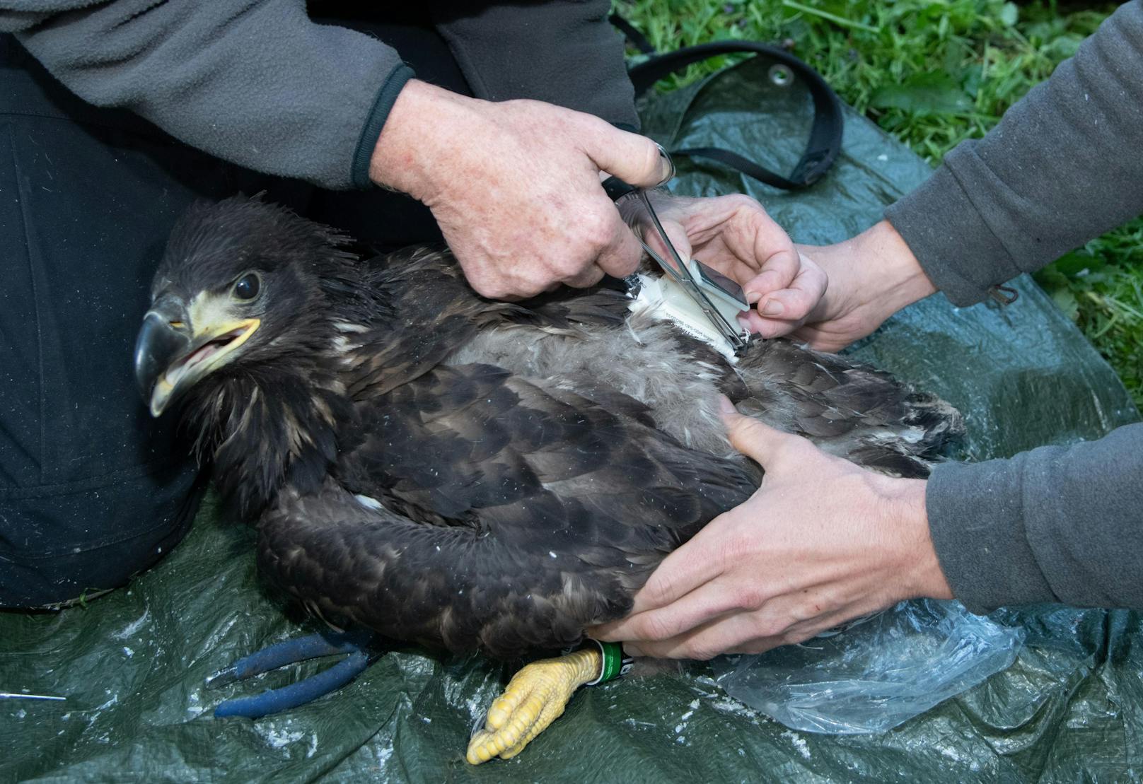 Fünf Jungvögel wurden heuer im Rahmen eines Schutzprogrammes des WWF besendert. 