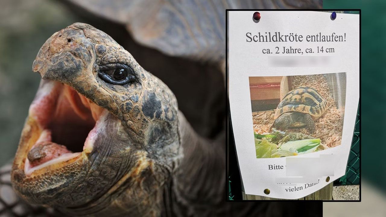 Schildkröte entlaufen