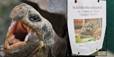"Entlaufen" – Vermisste Schildkröte sorgt für Lacher