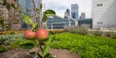 Auf New Yorker Wolkenkratzer wachsen Obst und Gemüse
