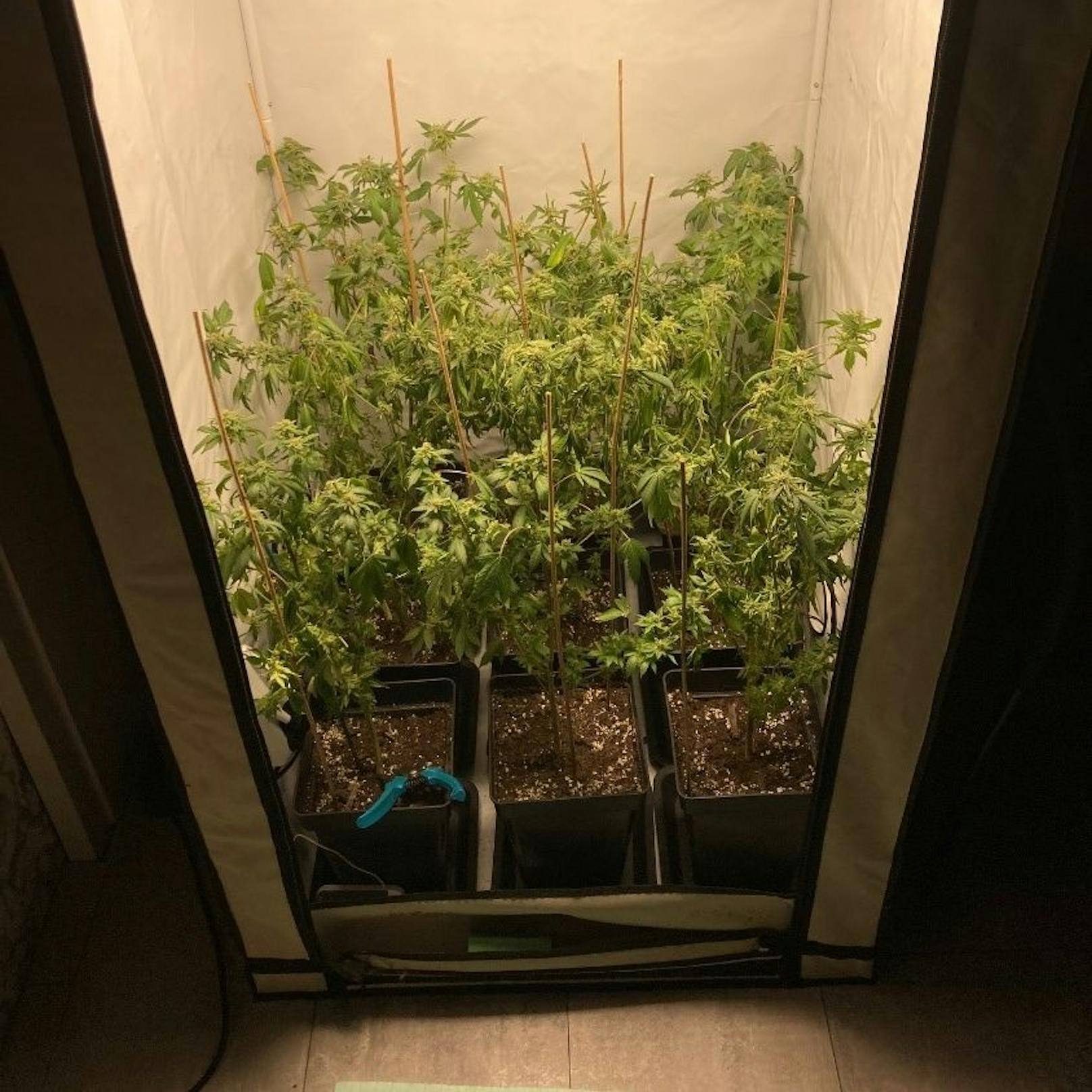 Diese Cannabispflanzen wurden sichergestellt.