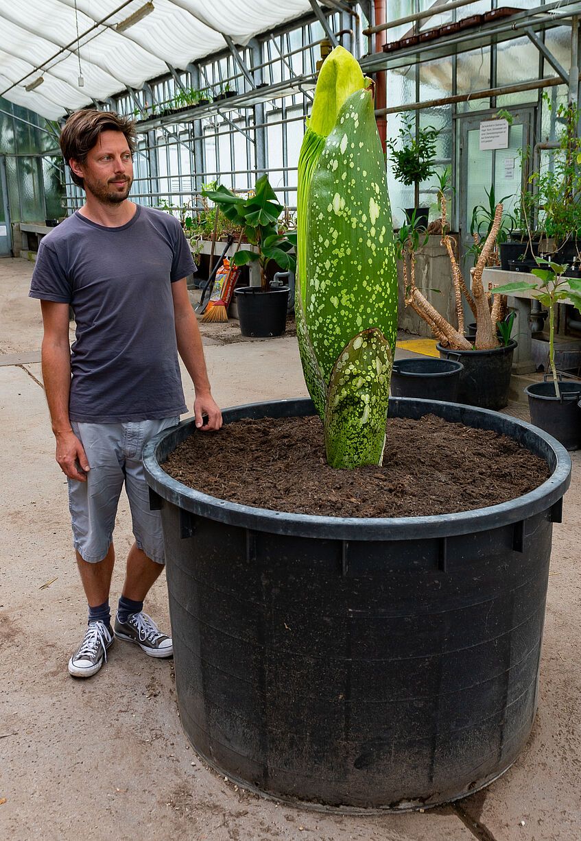 Penispflanze "Willi" hat eine beachtliche Größe erreicht. Die Blüte wird in den nächsten Tagen erwartet.