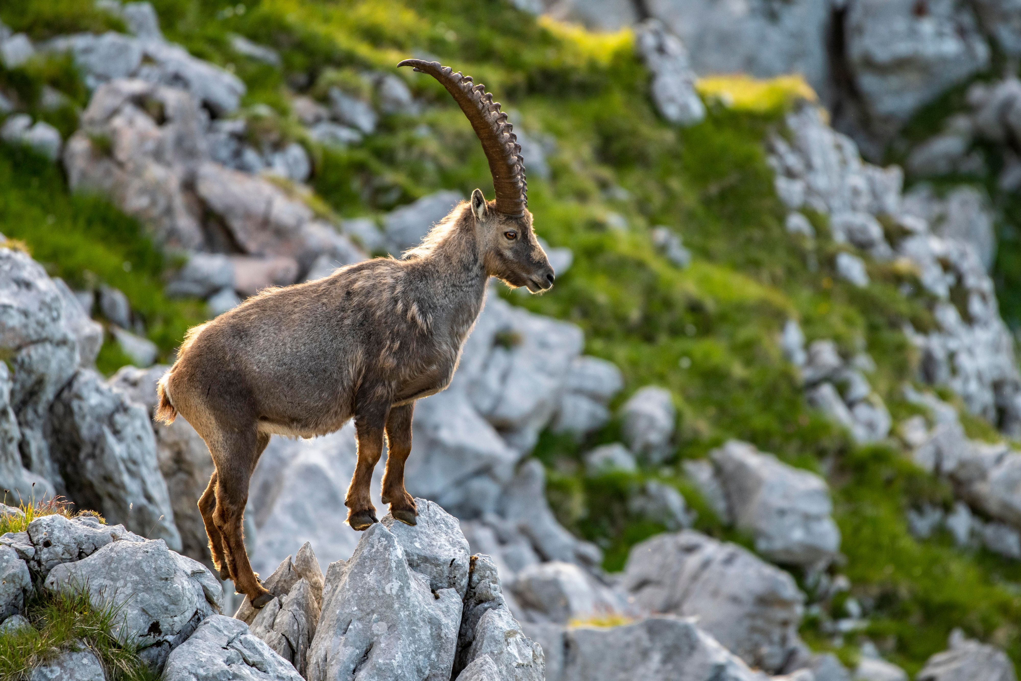 Ein Steinbock attackierte zwei Wanderinnen. 