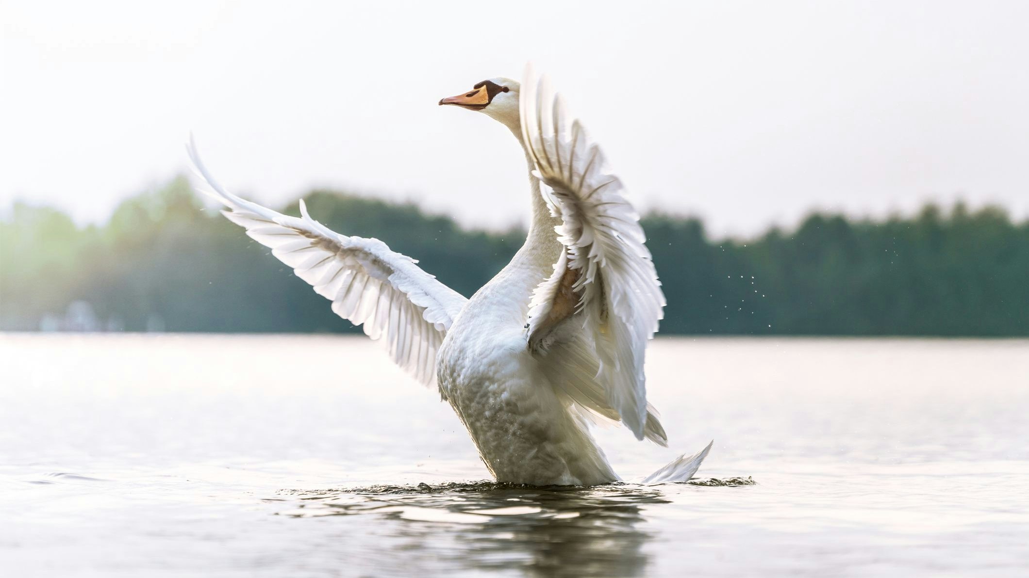 Ein Schwan reagierte aggressiv auf einen Radler. Der Mann stürzte schwer. 