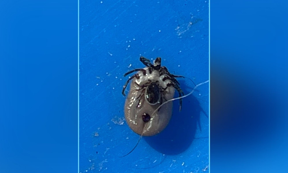 Igitt. Tanja Dewald fand ein besonders ekliges Zecken-Exemplar auf ihrem Hund. 