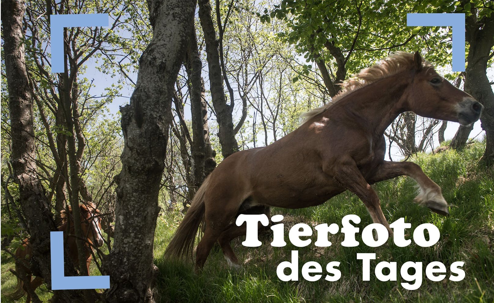 Während der Transhumanz der Bisbino-Pferde werden die Tiere am Mittwoch, 18. Mai 2022, auf die Weide in der Nähe des Monte Generoso, Tessin, Schweiz, entlassen, wo sie bis zum Herbst frei grasen können.