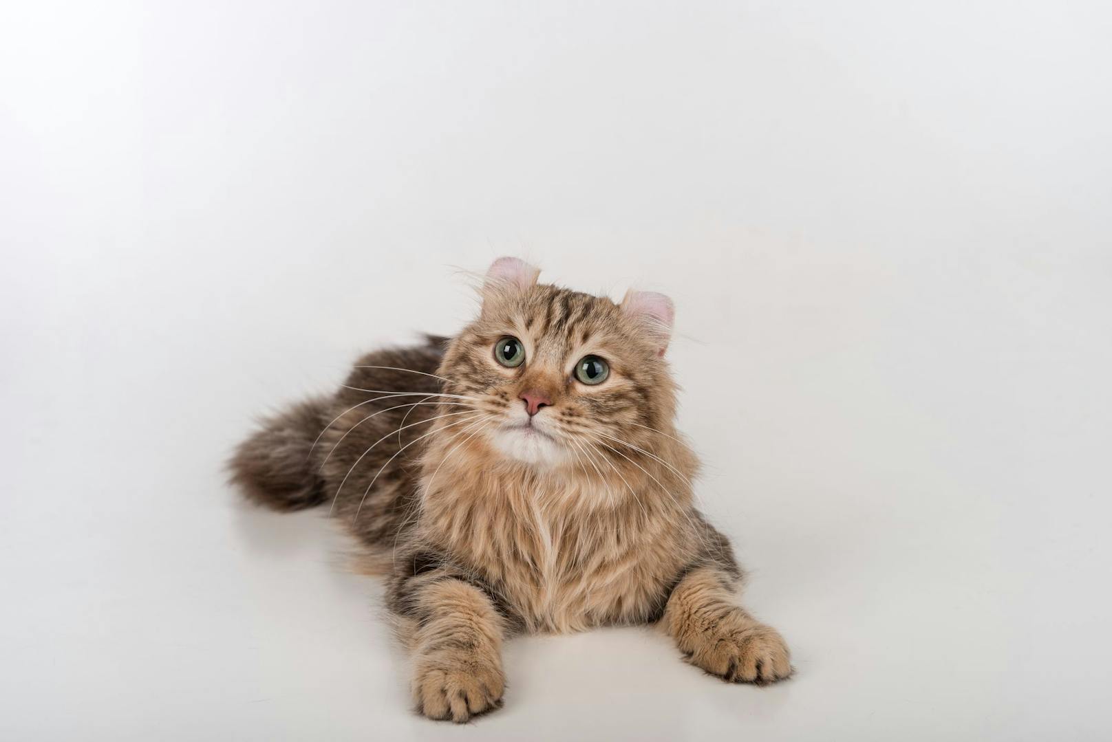 Im Gegensatz zu den armen Faltohrkatzen, wie die "Scottish Fold" hat diese Katzenrasse weitgehend keine genetischen Krankheiten oder Ohrenprobleme. 