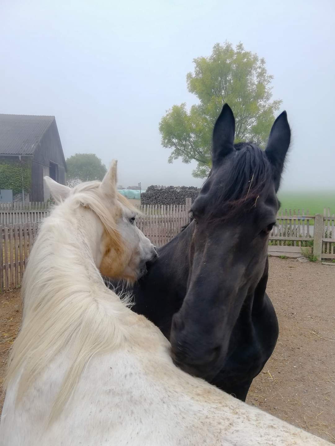 Aufnahme vom Gnadenhof Amselhof