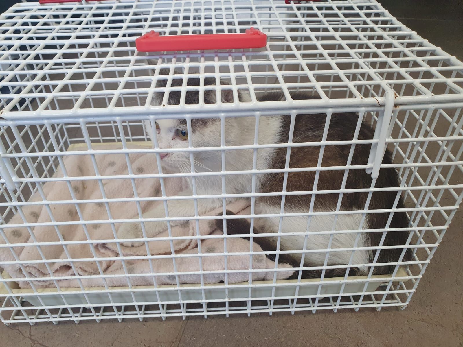 Der kleine Kater musste laut dem Tierheimleiter unnötig leiden.