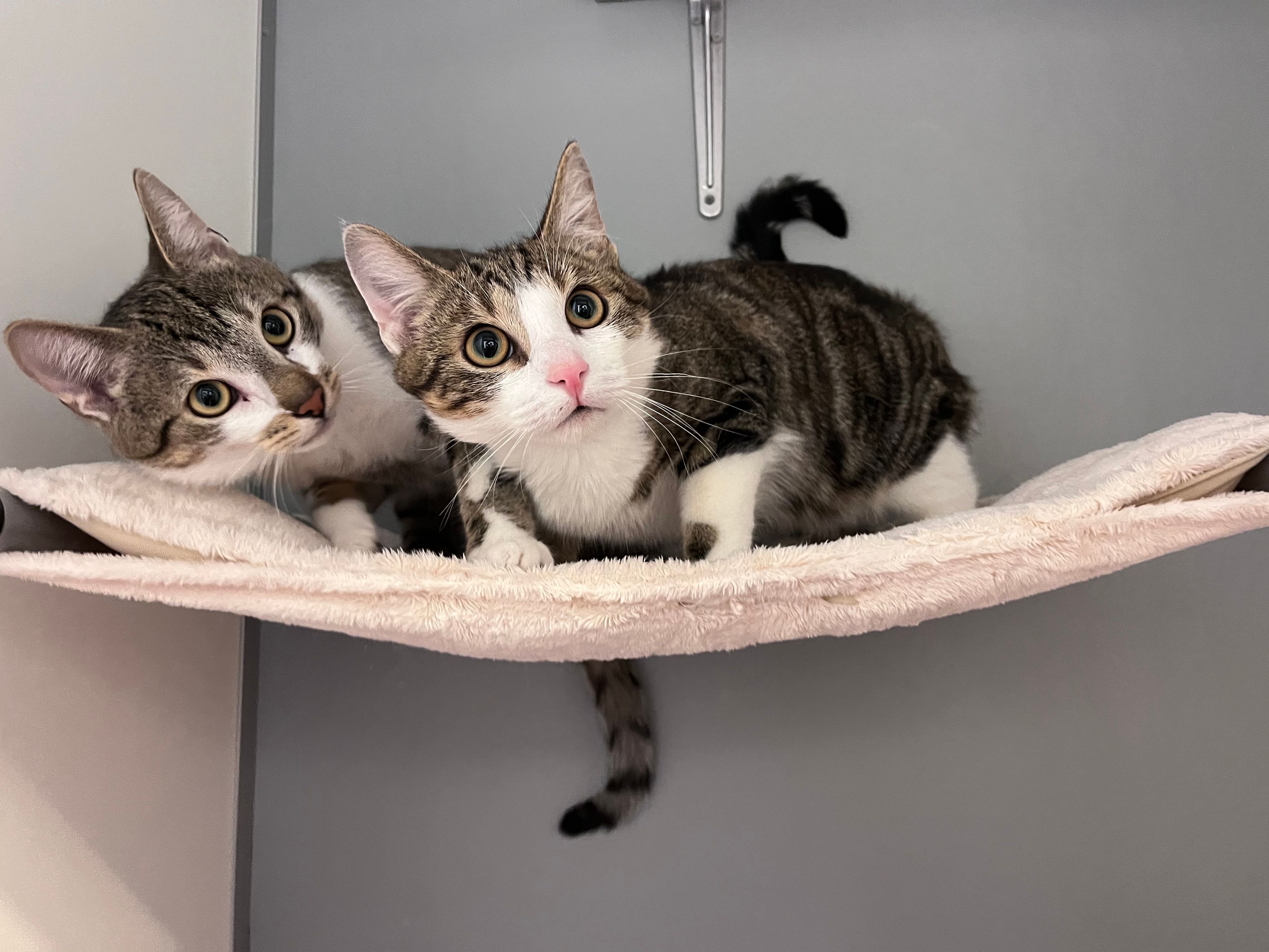 Das verspielte Stubentiger-Paar Lars und Leon wurde von Passanten in Wien-Donaustadt gerettet.