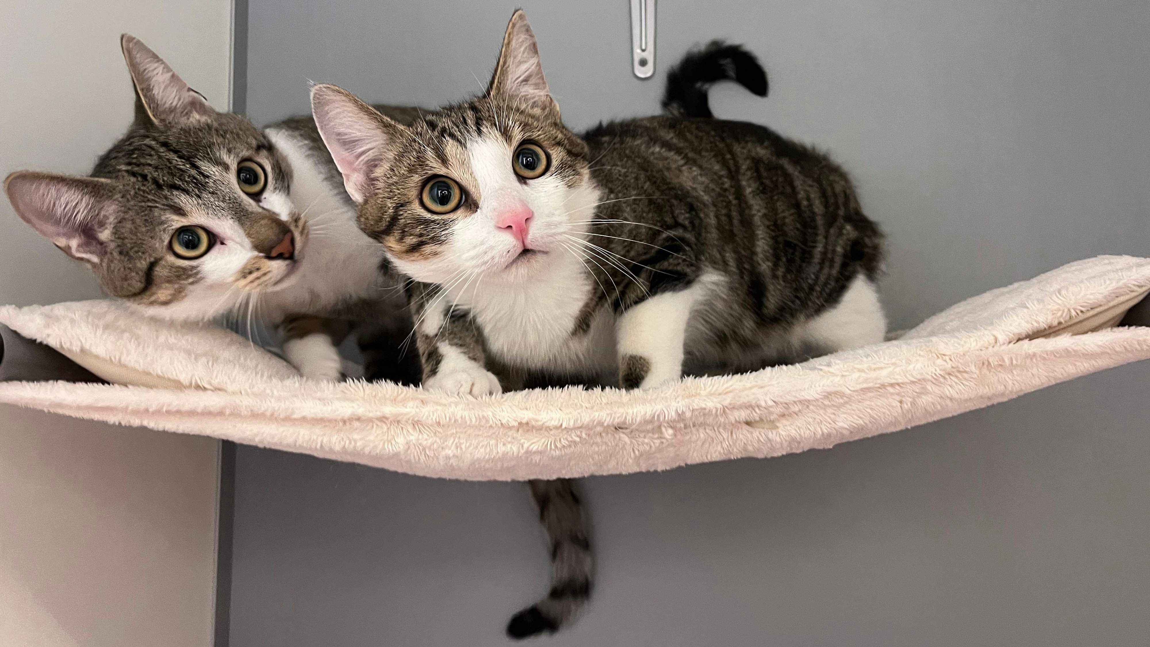 Das verspielte Stubentiger-Paar Lars und Leon wurde von Passanten in Wien-Donaustadt gerettet.