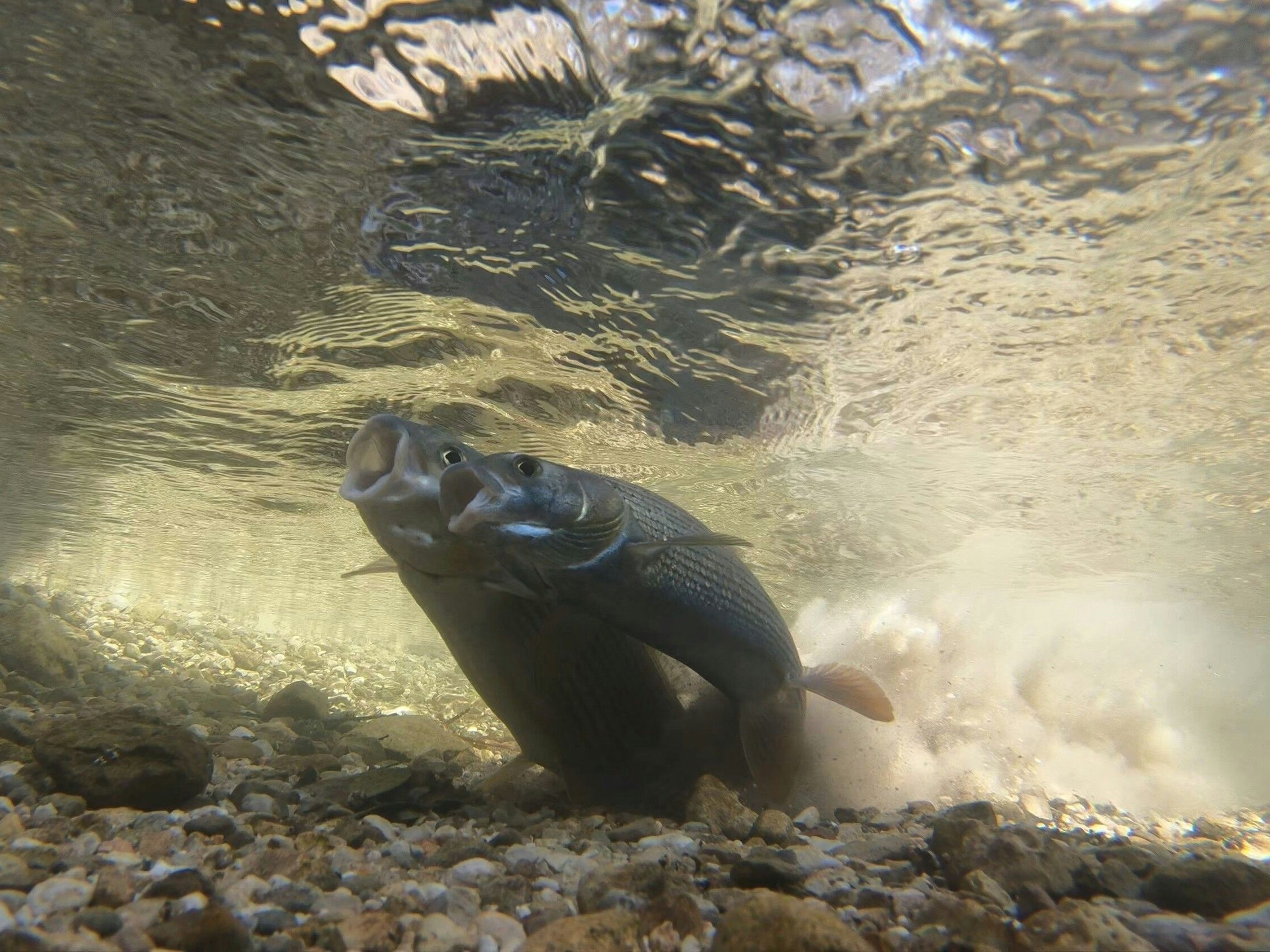 Am Inn gibt es nur noch wenige Laichgebiete für die Äsche. Diese Aufnahme stammt aus dem Tiroler Unterinntal bei Kramsach.