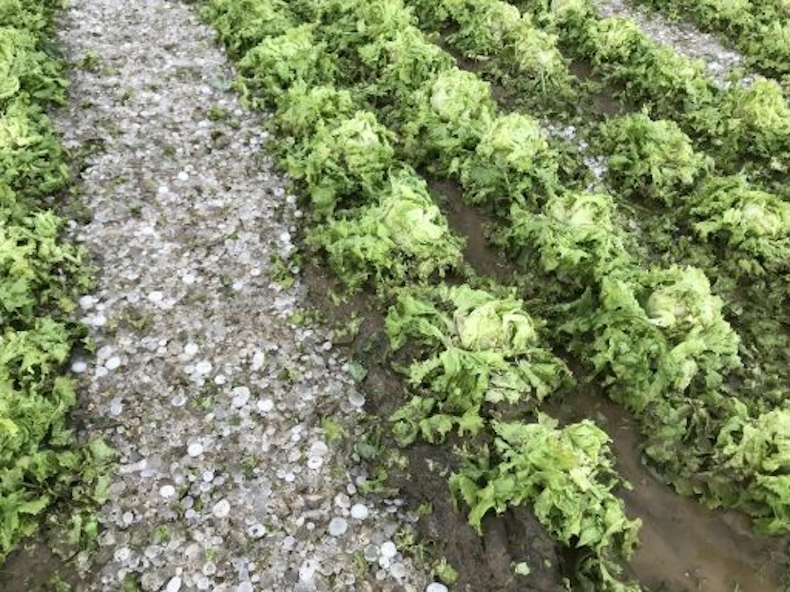Unwetter im Burgenland und in der Steiermark verursachten weitere Schäden in der Landwirtschaft: 1,8 Millionen Euro