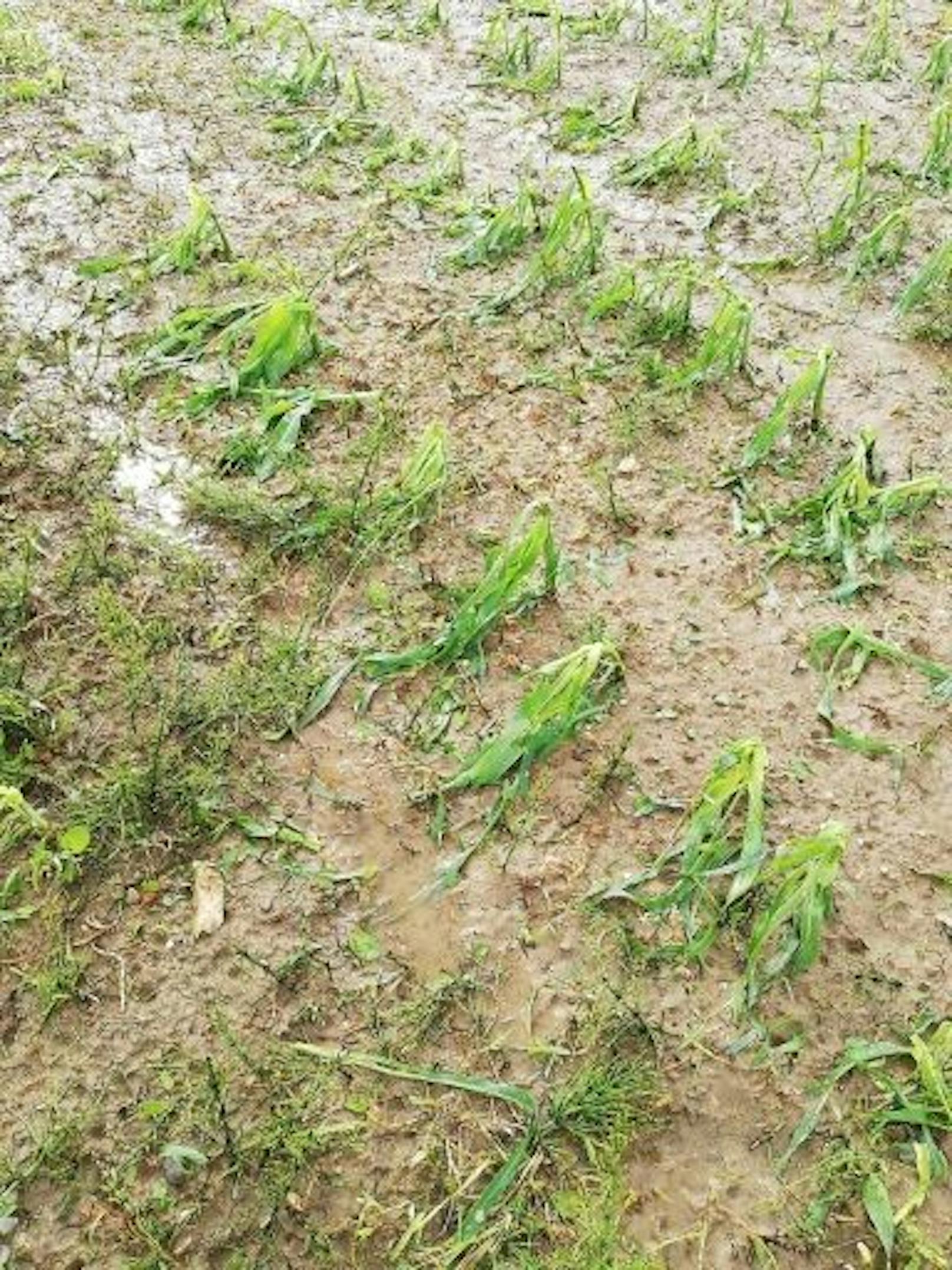 Unwetter im Burgenland und in der Steiermark verursachten weitere Schäden in der Landwirtschaft: 1,8 Millionen Euro