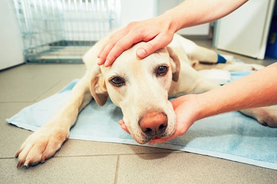 Fünf Hunde kamen mit Vergiftungserscheinungen in die Tierklinik.