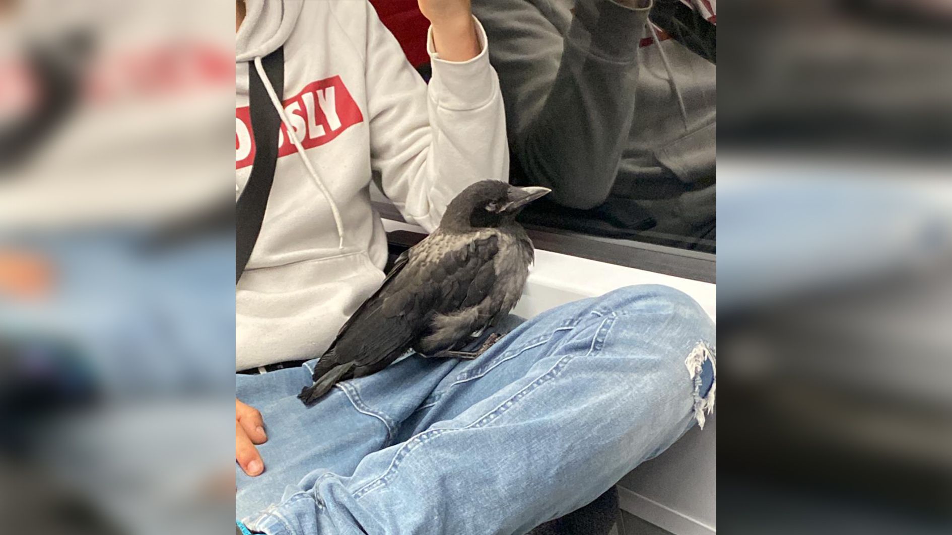 Ein Wiener beförderte am Mittwochfrüh seinen Raben mit der S-Bahn durch ganz Wien.